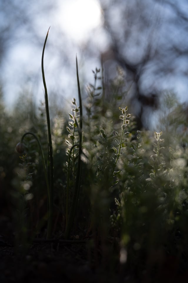 Voigtlander-APO-Lanthar-50mm-f2-Review-Sample-Photo-00012