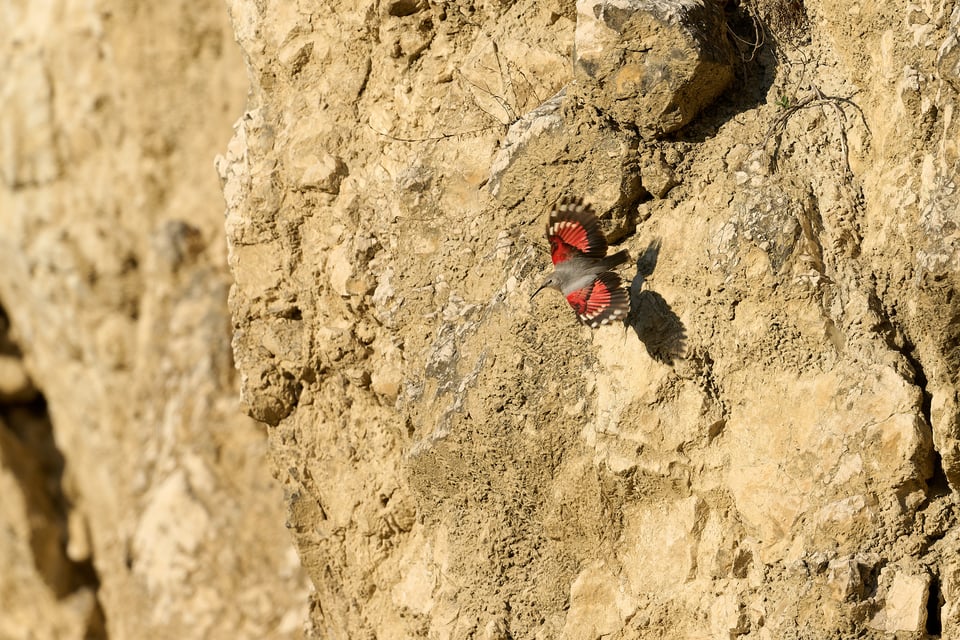 Wallcreeper_Libor_DSC9691