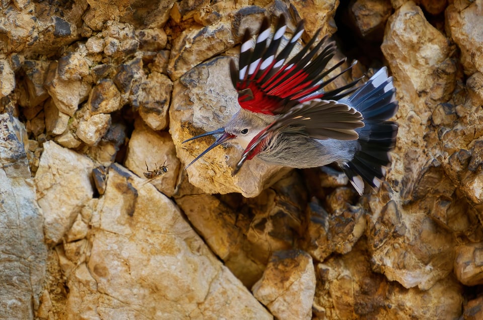 Wallcreeper_Zdenek Cahlik (1)