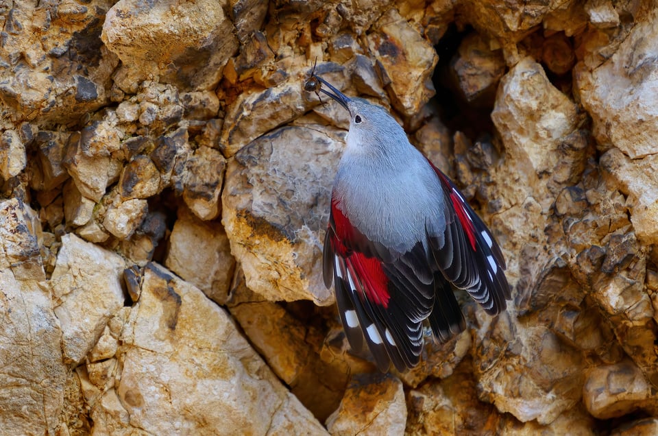 Wallcreeper_Zdenek Cahlik (5)