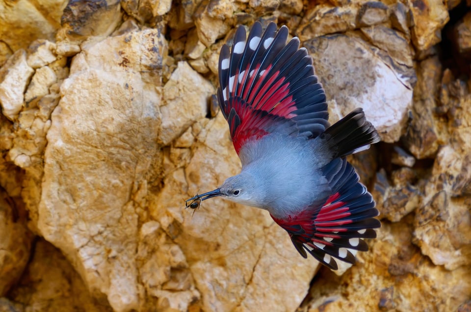 Wallcreeper_Zdenek Cahlik (7)