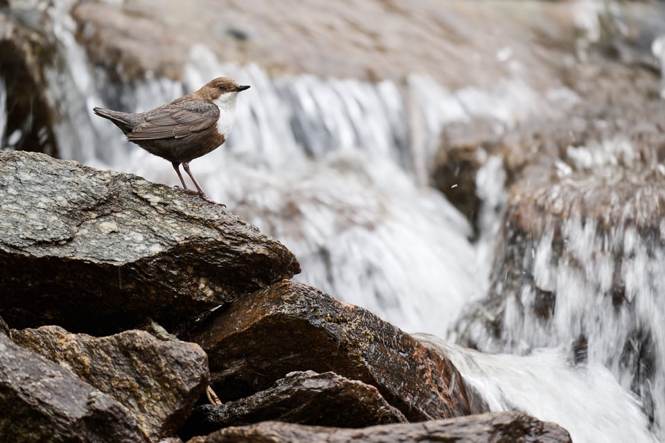 White-throated dipper - Cinclus cinclus