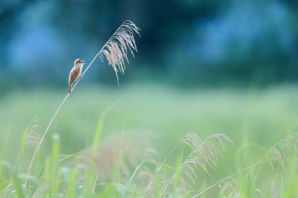 great reed warbler - wood