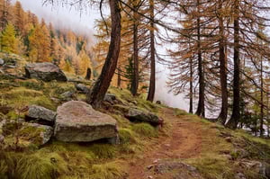 A path to someware