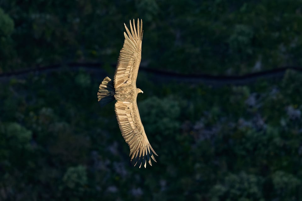 Andean Condor_Ecuador__DSC9937