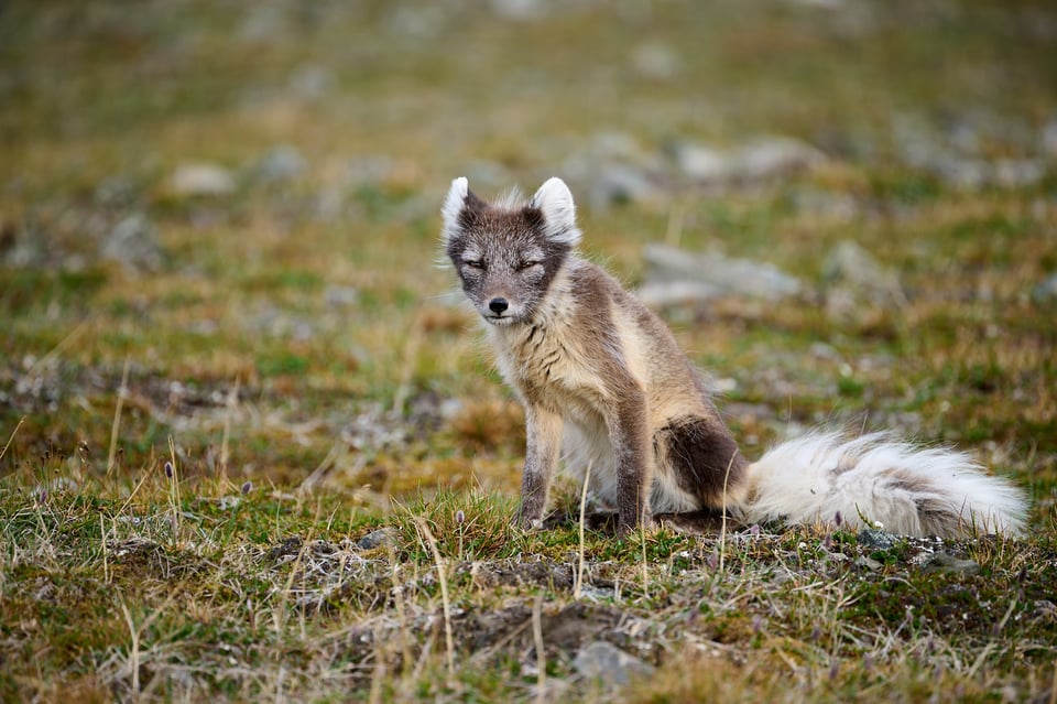 Arctic fox in summer fur