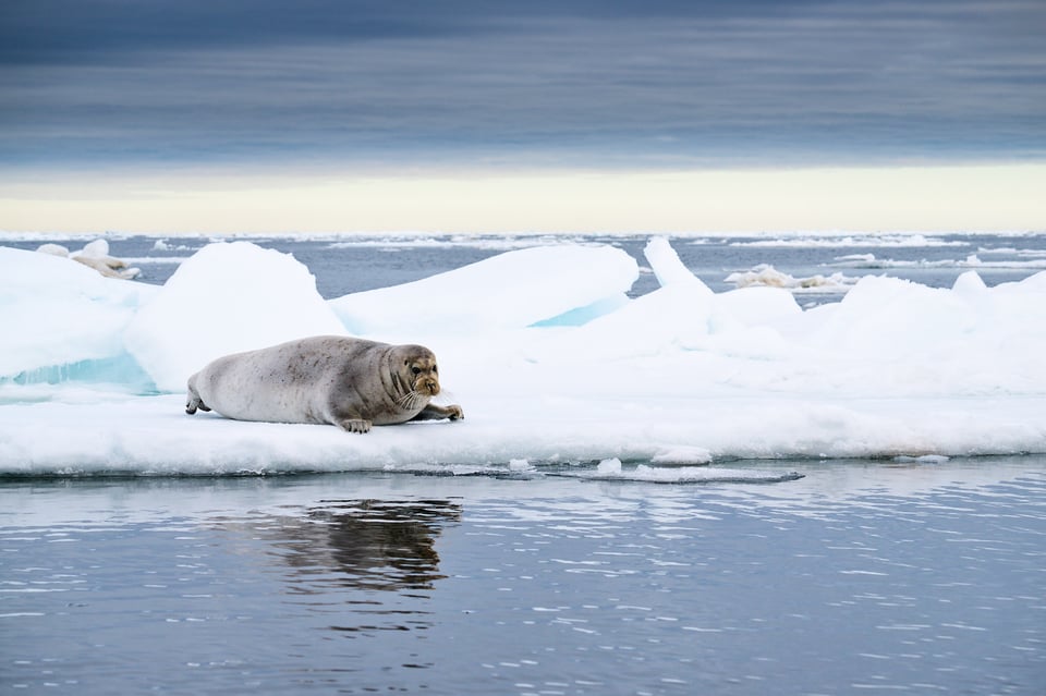 Bearded seal