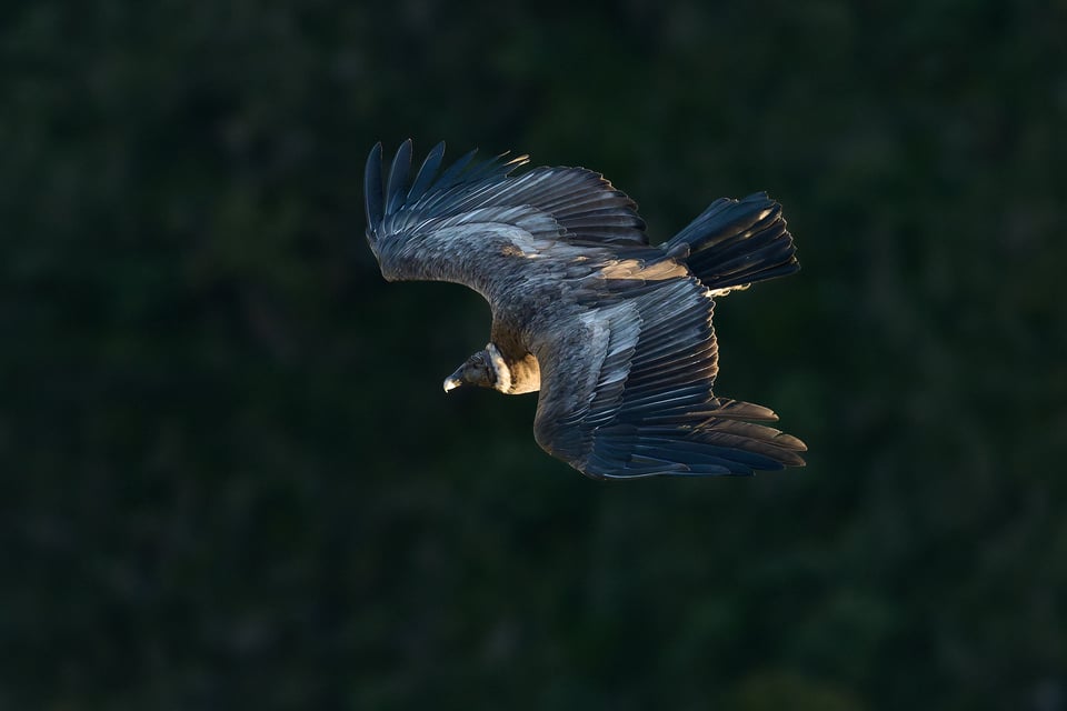 Condor and Caracara_Ecuador__DSC0050-DxO_DeepPRIME 3