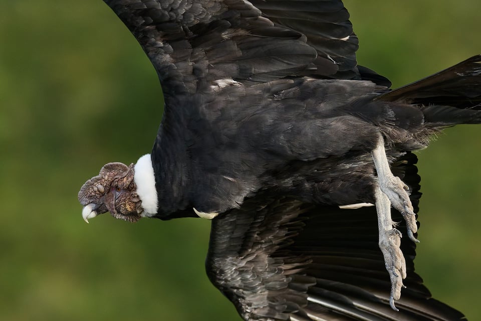 Condor and Caracara_Ecuador__DSC0095-DxO_DeepPRIME 3_1