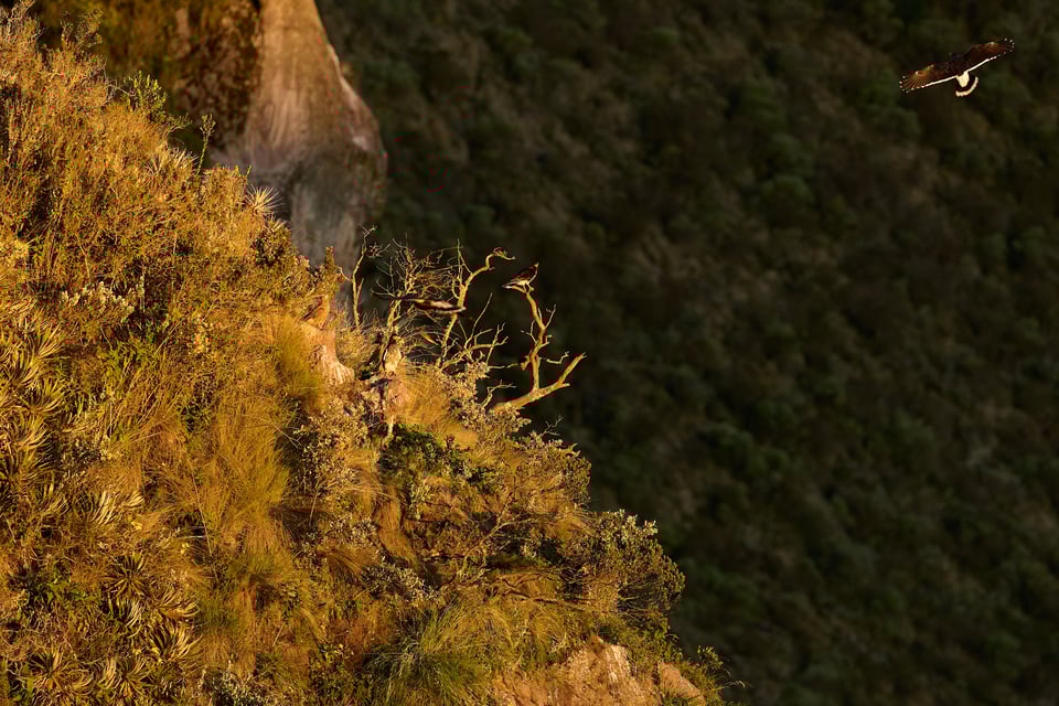 Condor and Caracara_Ecuador__DSC0176-DxO_DeepPRIME 3