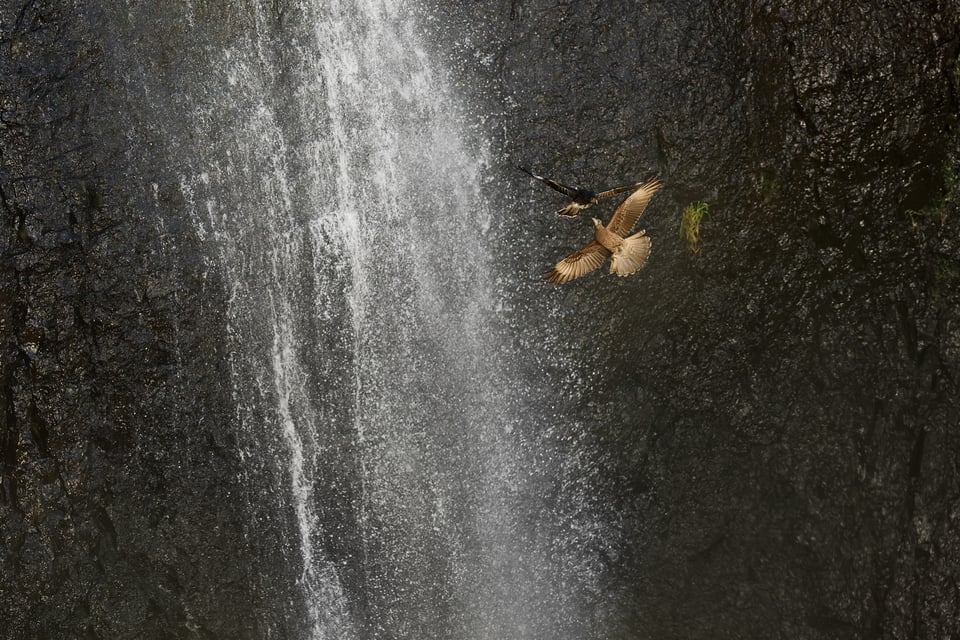 Condor and Caracara_Ecuador__DSC0269-DxO_DeepPRIME 3