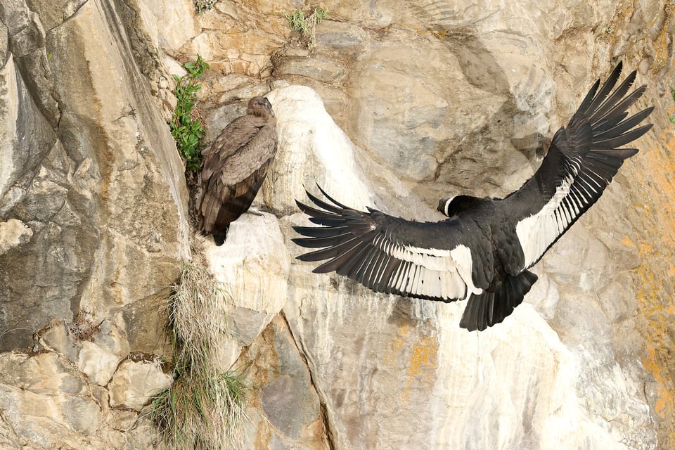 Condor and Caracara_Ecuador__DSC0331-DxO_DeepPRIME 3_1