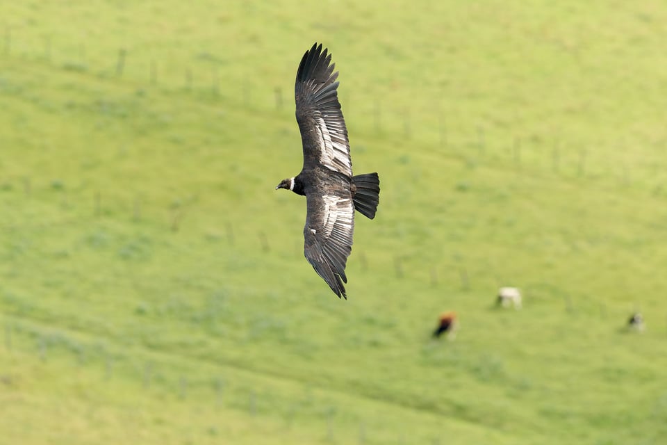 Condor and Caracara_Ecuador__DSC8978-DxO_DeepPRIME 3