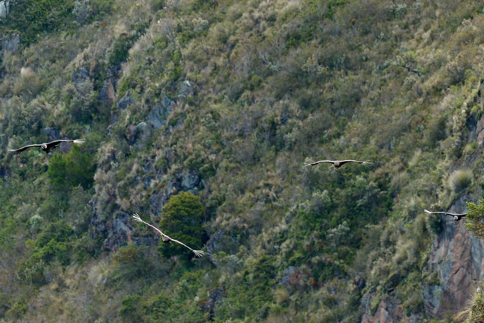Condor and Caracara_Ecuador__DSC9427-DxO_DeepPRIME 3