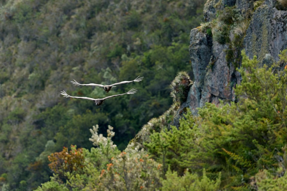 Condor and Caracara_Ecuador__DSC9443-DxO_DeepPRIME 3