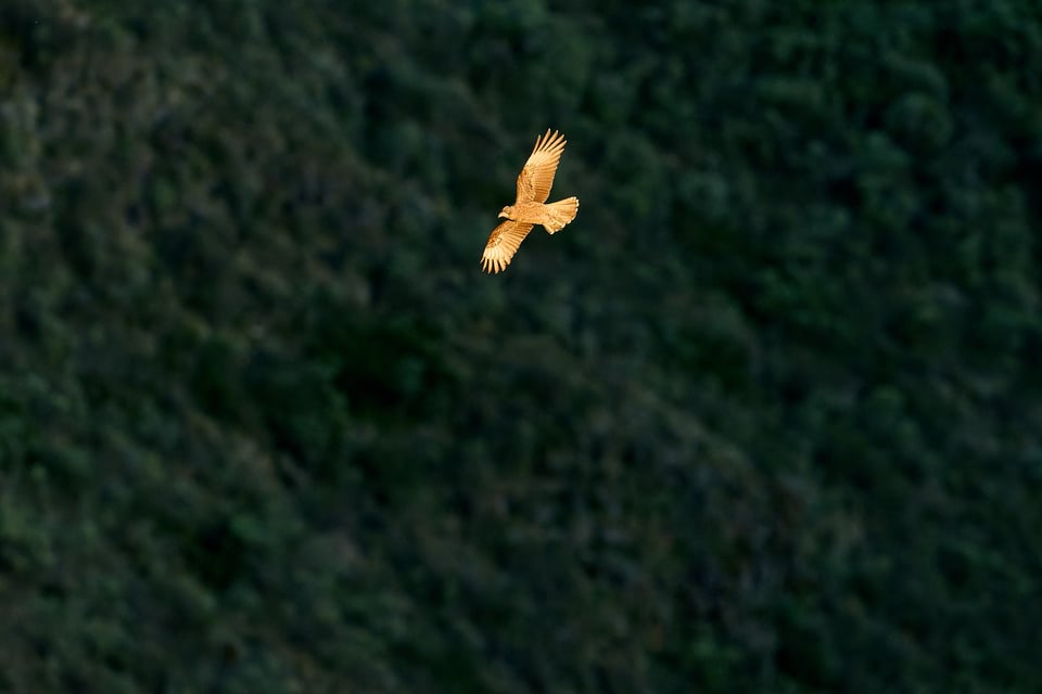 Condor and Caracara_Ecuador__DSC9531-DxO_DeepPRIME 3