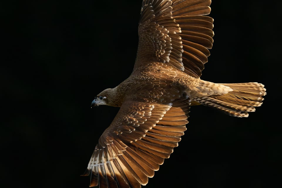 Condor and Caracara_Ecuador__DSC9551-DxO_DeepPRIME 3