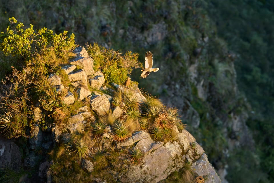 Condor and Caracara_Ecuador__DSC9593-DxO_DeepPRIME 3