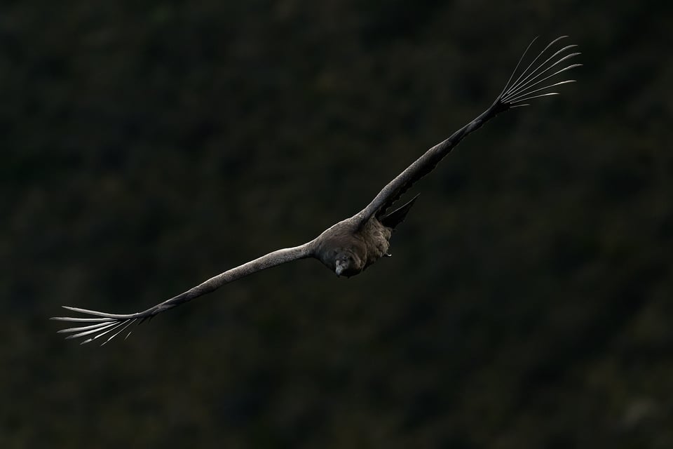 Condor and Caracara_Ecuador__DSC9764-DxO_DeepPRIME 3
