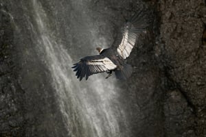 Condor and Caracara_Ecuador__DSC9997-DxO_DeepPRIME 3_1