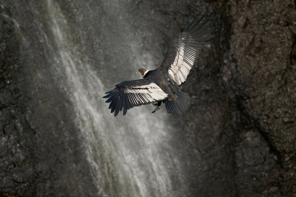 Condor and Caracara_Ecuador__DSC9997-DxO_DeepPRIME 3_1