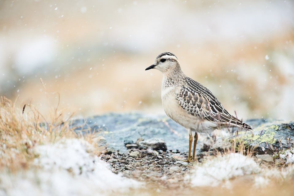 Eurasian dotterel II