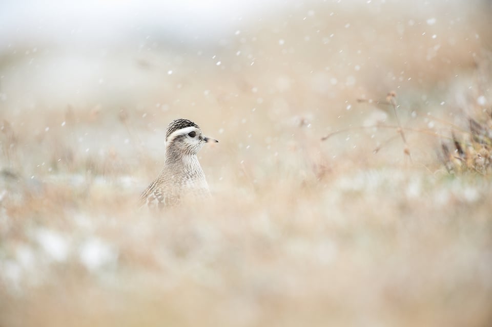 Eurasian dotterel