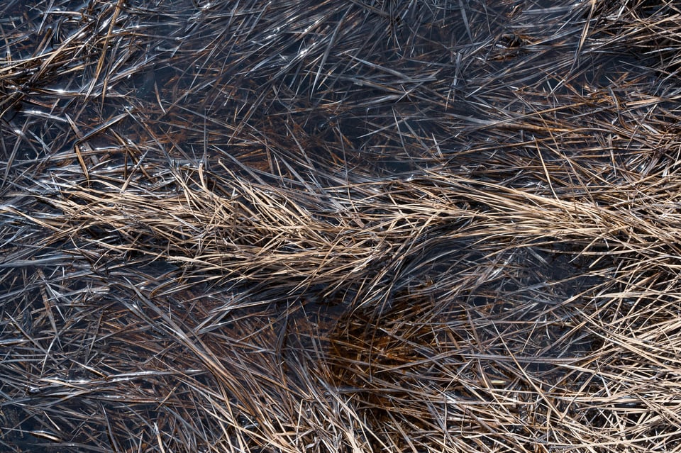 Grass and Lake Intimate Landscape