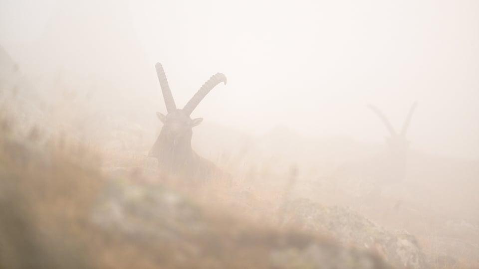 Ibex in the fog