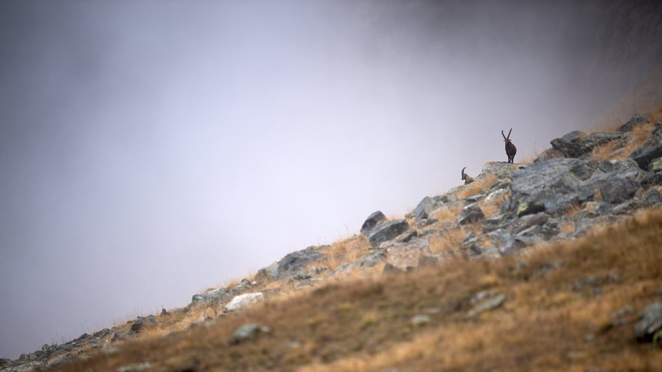 Ibex on the ridge