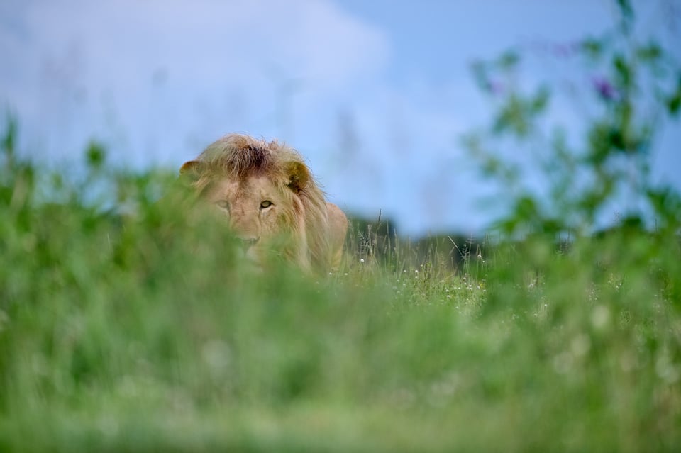 Lion focussing