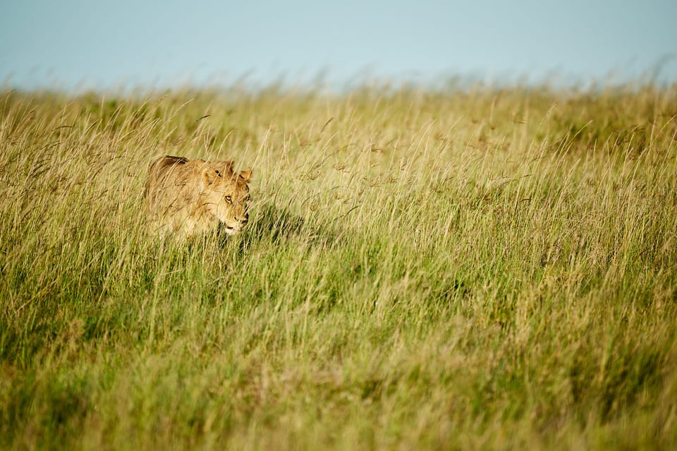 Lioness on the prowl