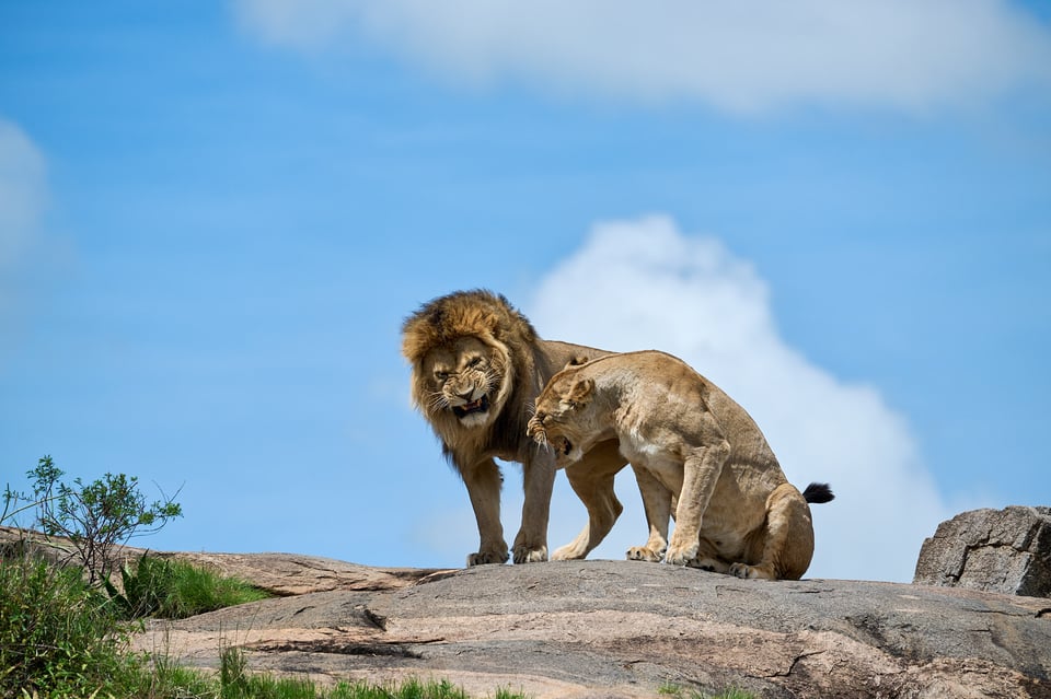 Lions - King and queen debating