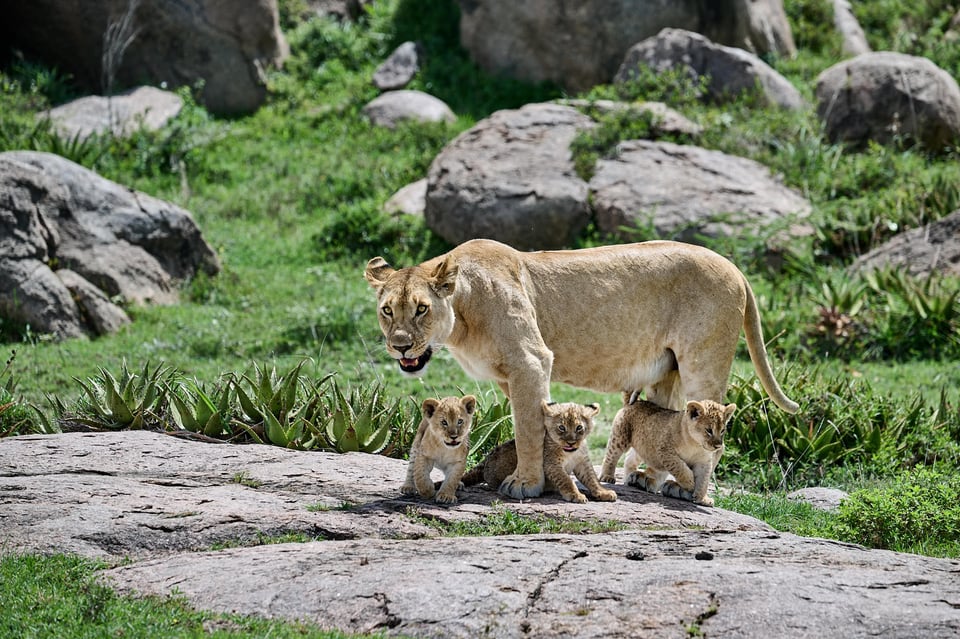 Lions- Mum and cubs