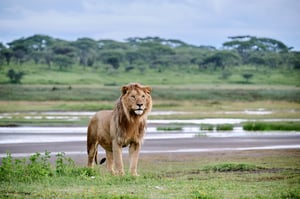 Lions - The king