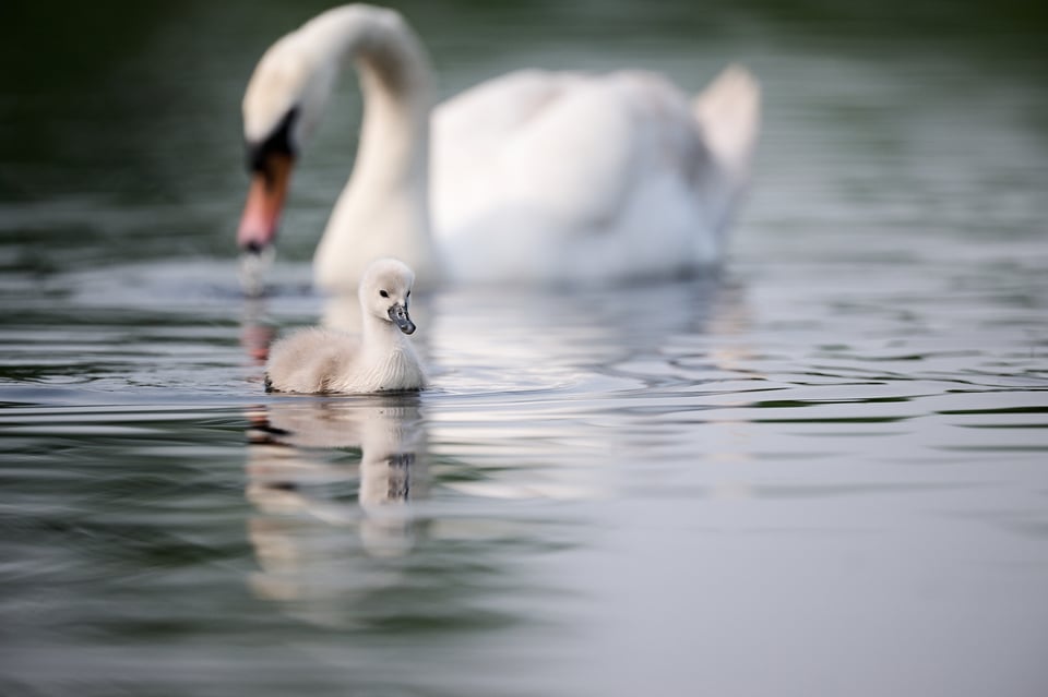 Mute swan