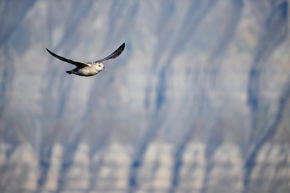 Northern fulmar