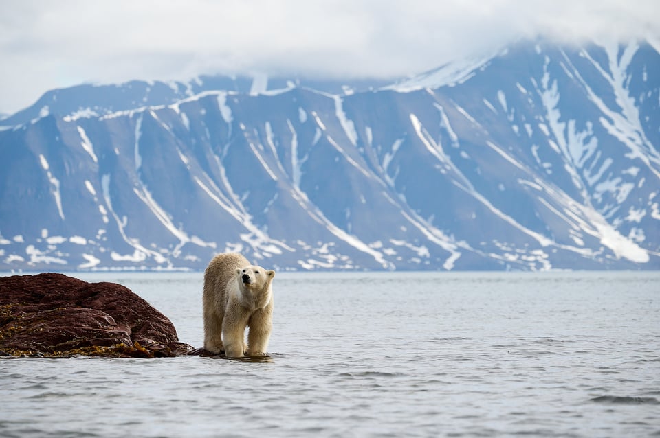 Polar bear on the rock