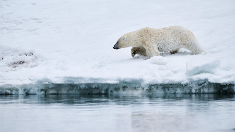 Polar bear