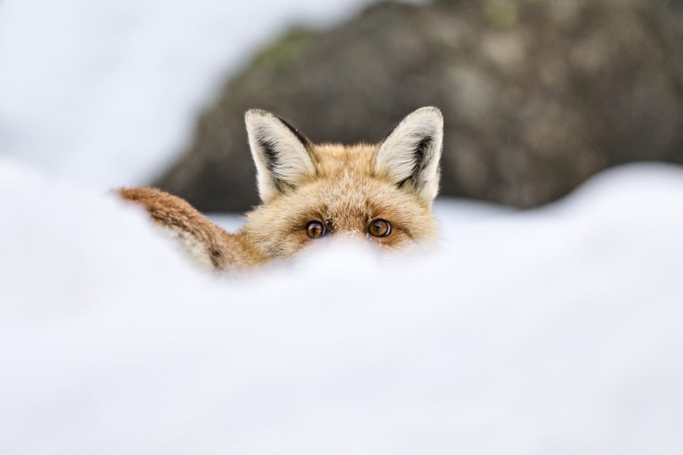 Red Fox