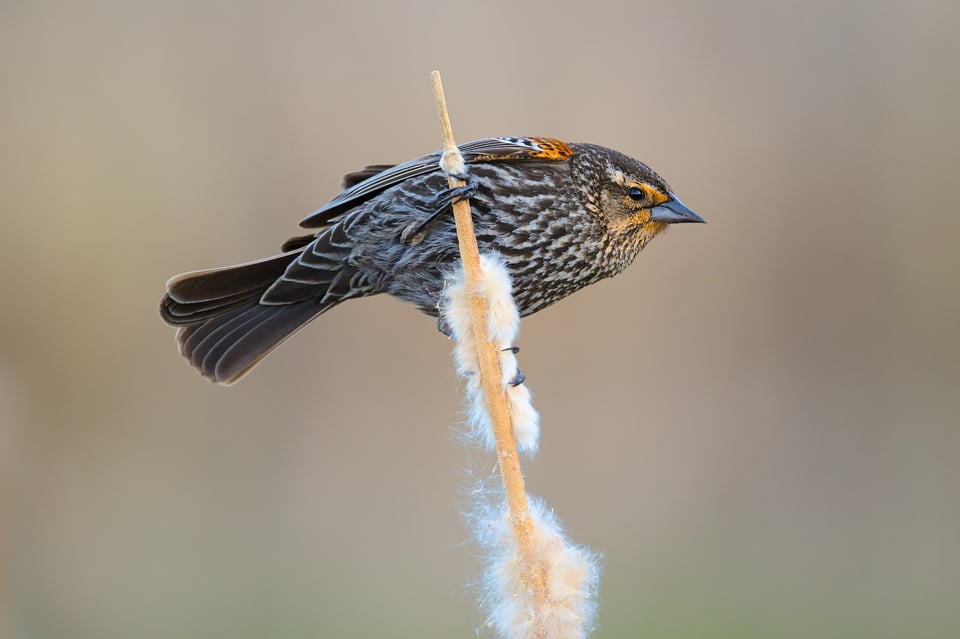 RedWingedBlackbirdFemale_Jason_Polak