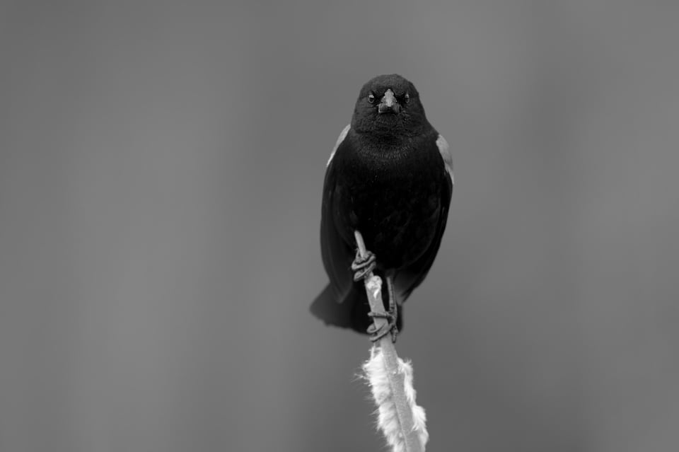RedWingedBlackbird_BW_Jason_Polak