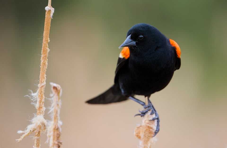 RedWingedBlackbird_Closer_Jason_Polak