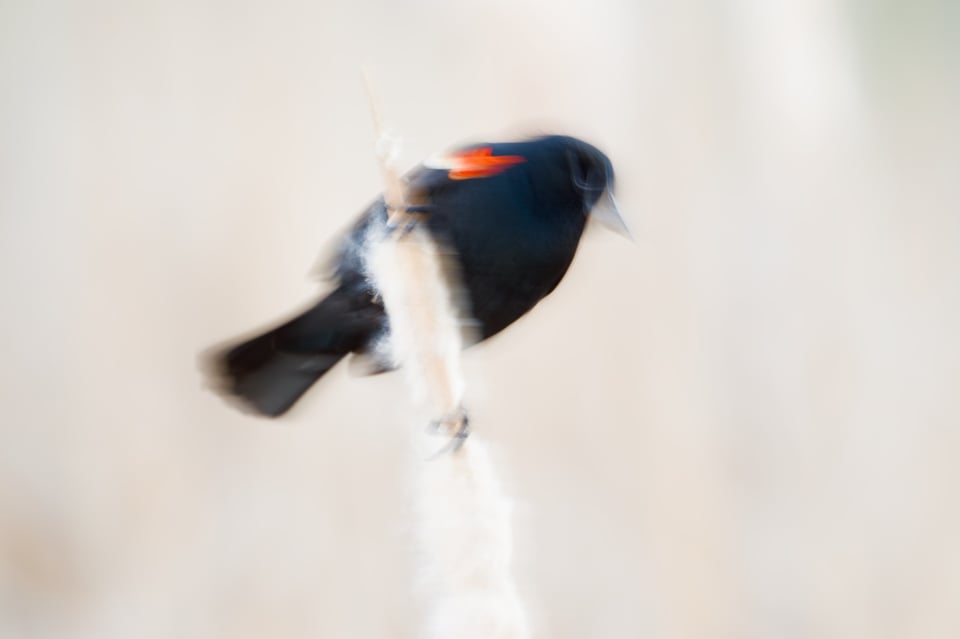 RedWingedBlackbird_MakeLEXP_Jason_Polak