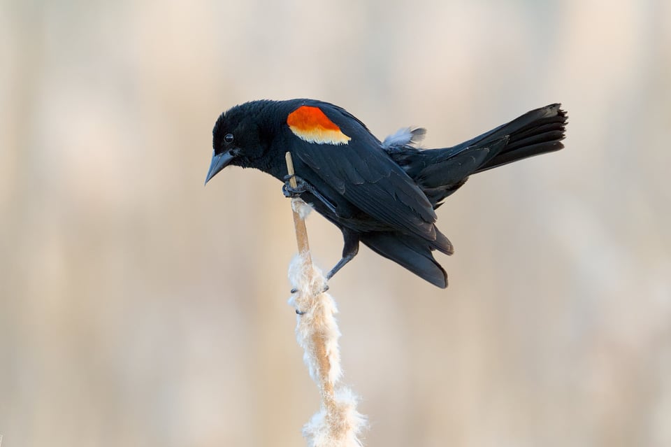 RedWingedBlackbird_Reed_Jason_Polak