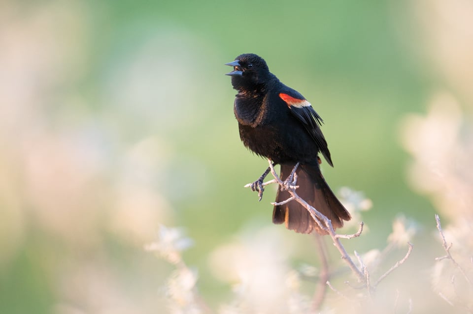 RedWingedBlackbird_Singing_Jason_Polak