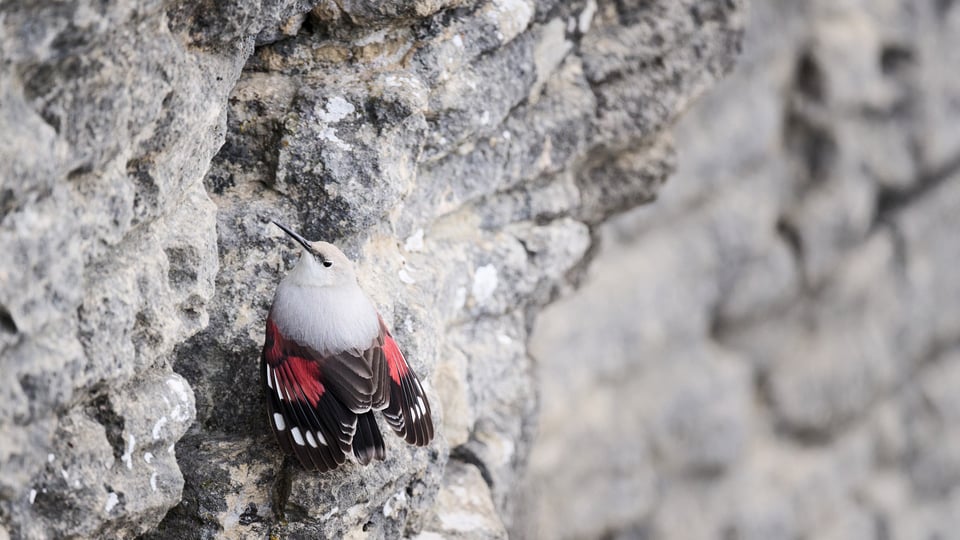 Wallcreeper