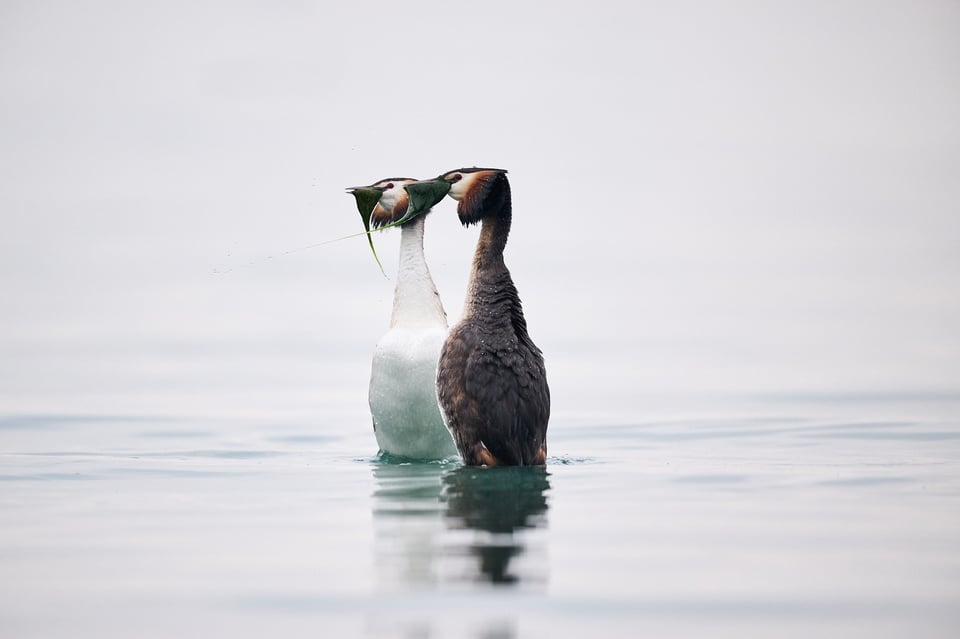 Wedding gift of the grebes