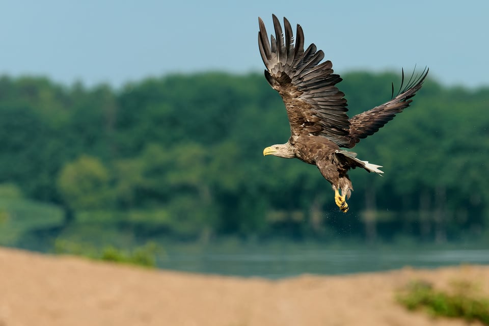 White-tailed Eagle_Trebon_Czech Republic__DSC2412-DxO_DeepPRIME 3