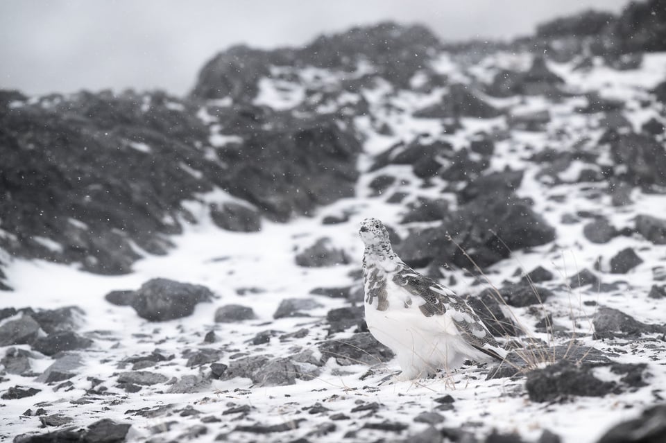 rock ptarmigan